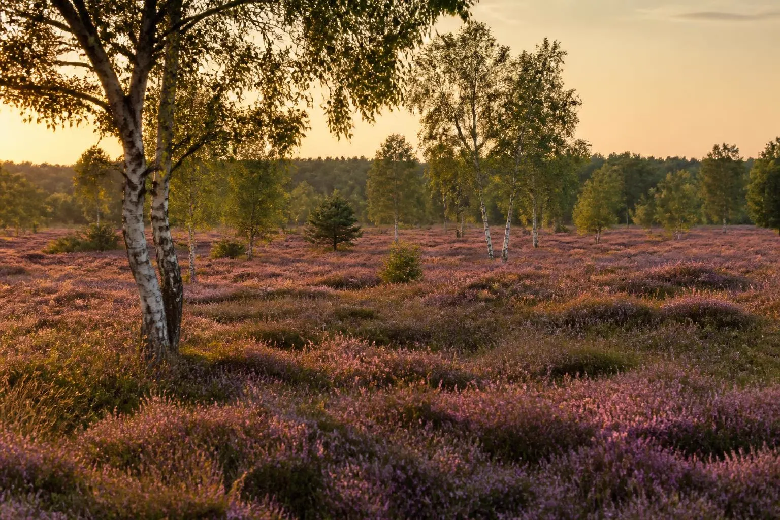 Weite violette Heideblüte mit einzelnen Birken im warmen Abendlicht