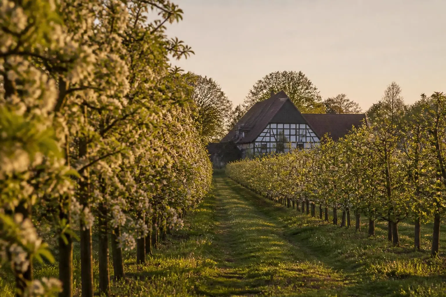 Obstbaumreihen im Alten Land, dahinter eine Fachwerk-Hofanlage im warmen Licht